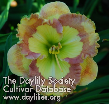 Daylily Roseate Stained Glass